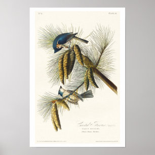 Póster Titmouse en reposo por Poster Audubon