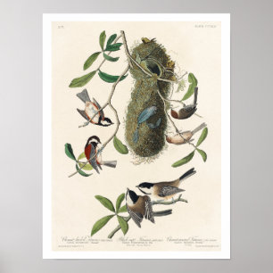 Póster Titmouse por Audubon Poster