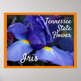 Póster TN Iris Poster Tennessee State Flower