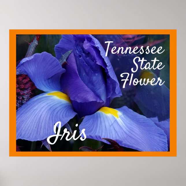 Póster TN Iris Poster Tennessee State Flower (Frente)