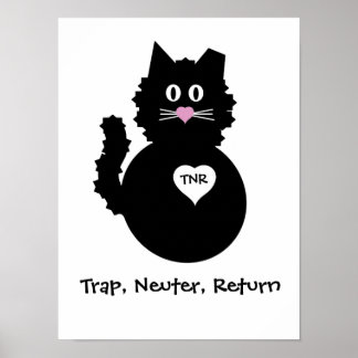 Póster TNR - Gatito difuso