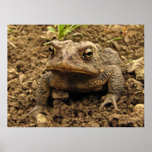 Póster Toad americano