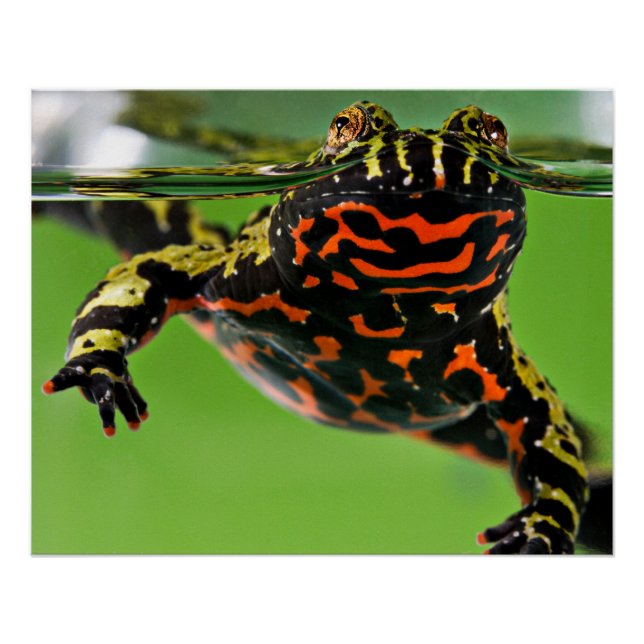 Póster Toad Glossy (Anverso)