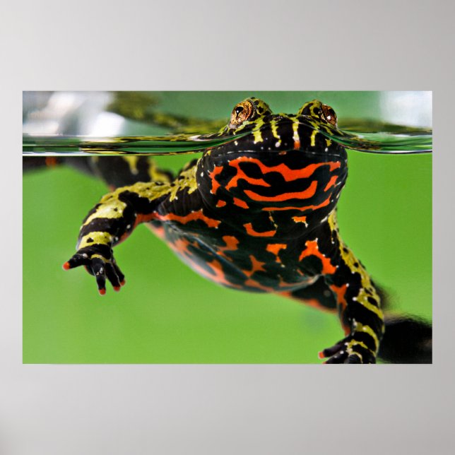 Póster Toad oriental con vientre de fuego (Frente)
