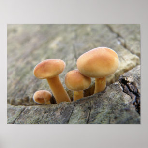 Póster Toadstoides en un Poster troncal del árbol