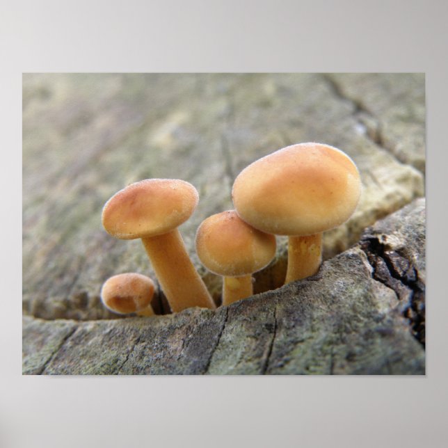 Póster Toadstoides en un Poster troncal del árbol (Frente)