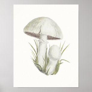 Póster Toadstool Hongos hongos hongos hongos hongos hongo