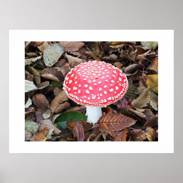 Póster Toadstool rojo, Amanita muscaria (Frente)
