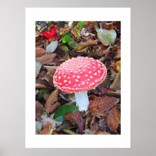Póster Toadstool rojo, Amanita muscaria