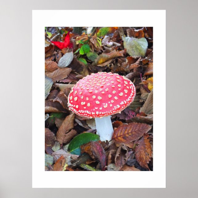 Póster Toadstool rojo, Amanita muscaria (Frente)