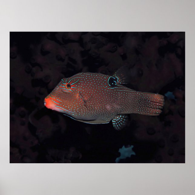 Póster Toby Puffer (Frente)