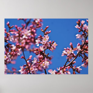 Póster Tocante florecimiento de cerezo azul japonés