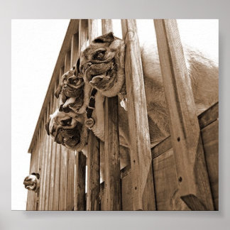 PÓSTER TODAS LAS PULGAS EN EL CUADRO DE LA PUENTE