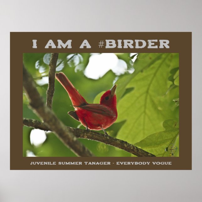 Póster Todo el mundo vogue a los jóvenes Summer Tanager B (Frente)