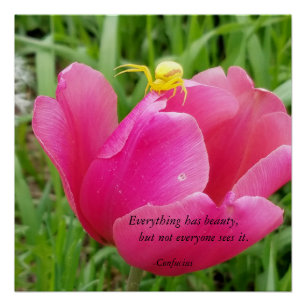 Póster Todo tiene la bella araña confucius en Tulip