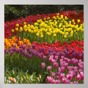 Póster Todos los colores del arcoiris