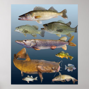 Póster todos los peces de caza