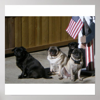 Póster Todos los Pugs Americanos