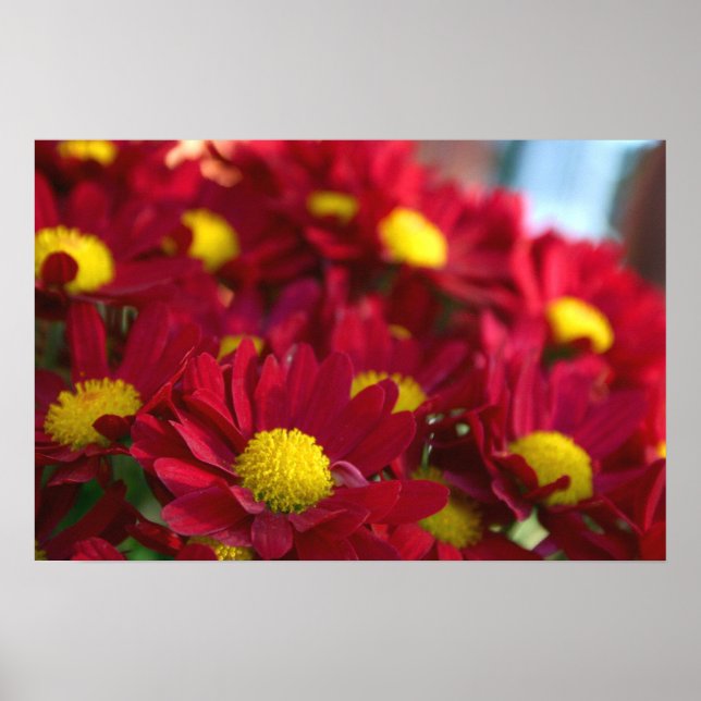 Póster Todos tienen Mamá (Frente)