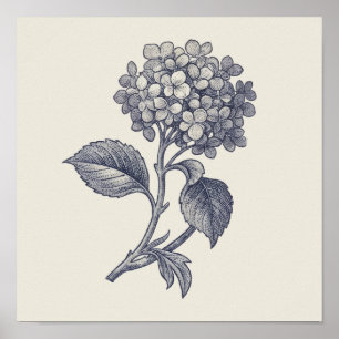 Póster Toile Botánico   Viñeta de Hortensias
