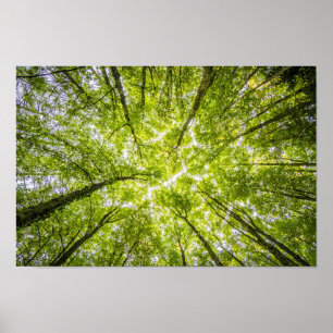 Póster Toldo de árbol brillante
