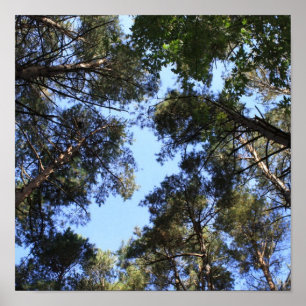 Póster Toldo de bosque del pino
