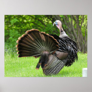 Póster Tom Turkey Feather Display