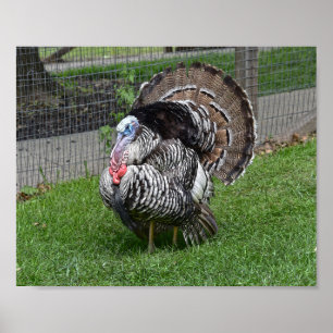 Póster Tom Turquía