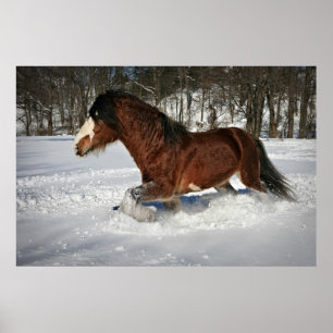 Póster Tomarlo en Paso grande-Clydesdale en la nieve