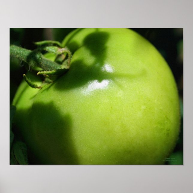 Póster Tomate Jardín Verde (Frente)