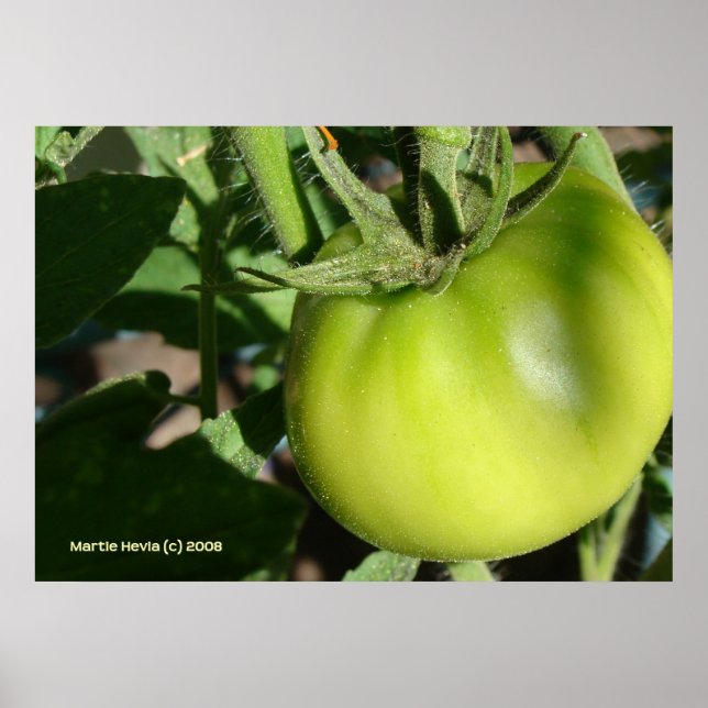 Póster Tomate verde (Frente)