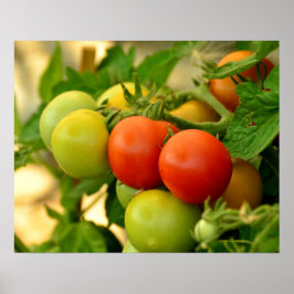 Póster Tomates Cherry Verdes y Rojos en la Vid