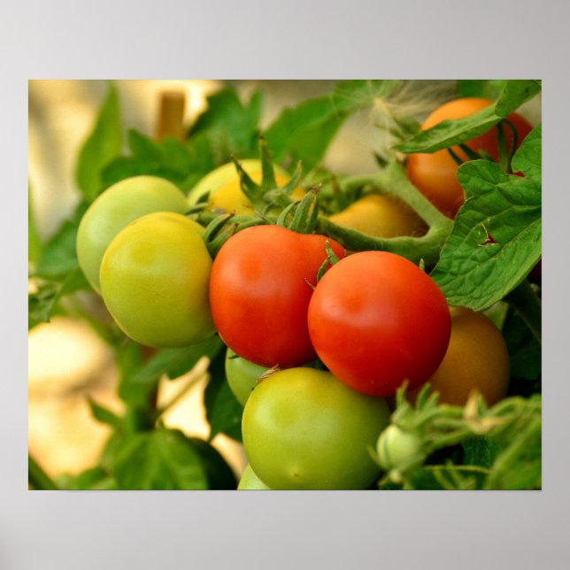 Póster Tomates Cherry Verdes y Rojos en la Vid (Frente)