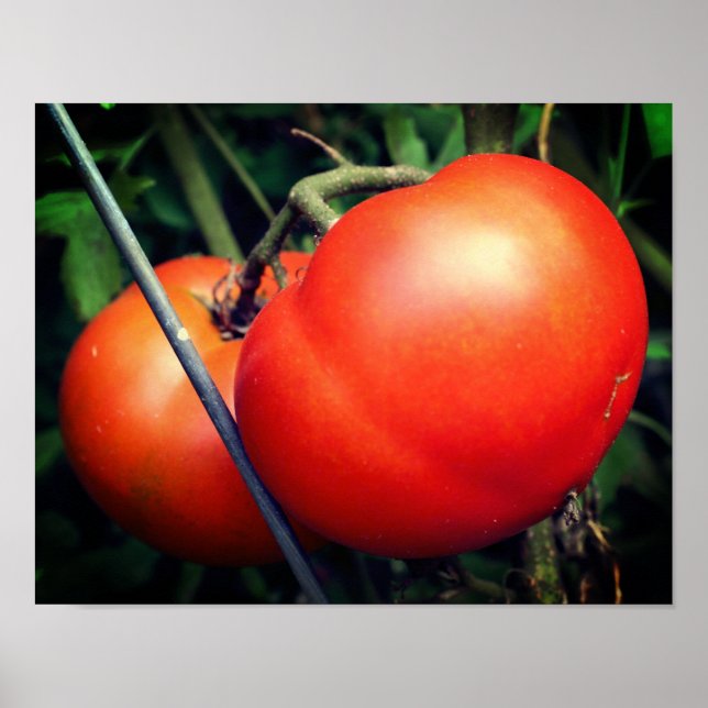 Póster Tomates De Jardín Rojo En El Vino (Frente)