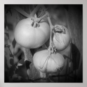 Póster Tomates En La Vid Negro Y Blanco 