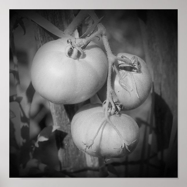 Póster Tomates En La Vid Negro Y Blanco  (Frente)