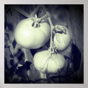 Póster Tomates En La Vid Negros Y Blancos 