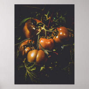 Póster Tomates Rústicos Malhumorados Cocina de Granja Vin