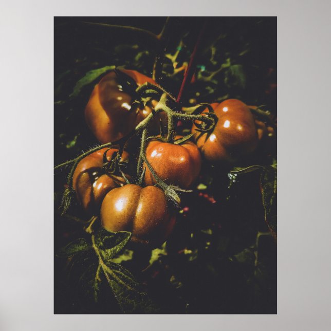 Póster Tomates Rústicos Malhumorados Cocina de Granja Vin (Frente)