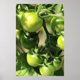 Póster Tomates verdes