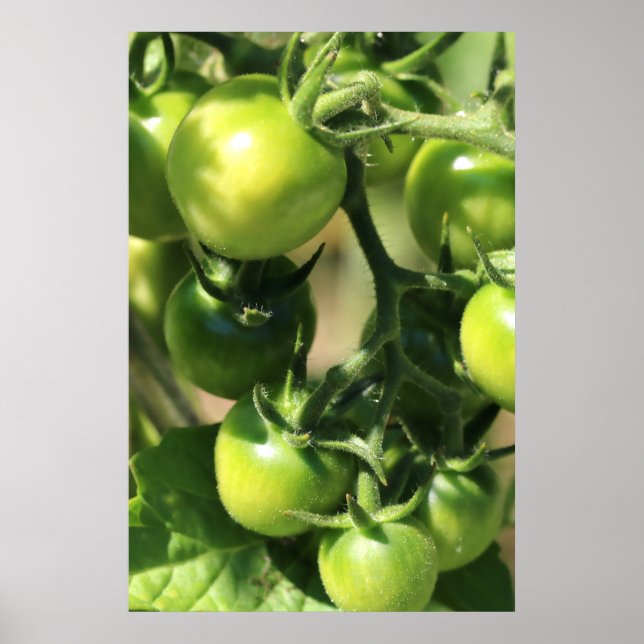 Póster Tomates verdes (Frente)