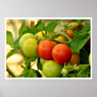 Tomates verdes y rojos de cerezo en el vino