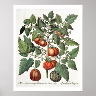 Póster Tomates y Melones: 1.Poma amoris fructu luteo; 2