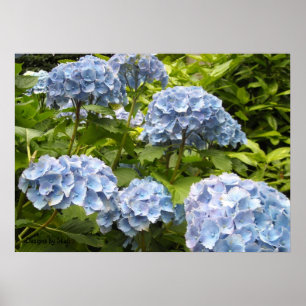 Póster Tonos de Hydrangeas Azules