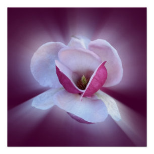 Póster tonos de magnolia rosa