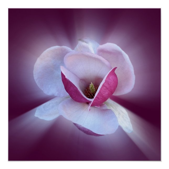 Póster tonos de magnolia rosa (Anverso)