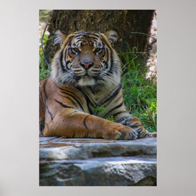 Póster Tony (Frente)