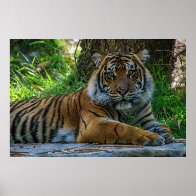 Póster Tony (Frente)