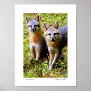 Póster Too Cute Foxes foto original de S.L Russell
