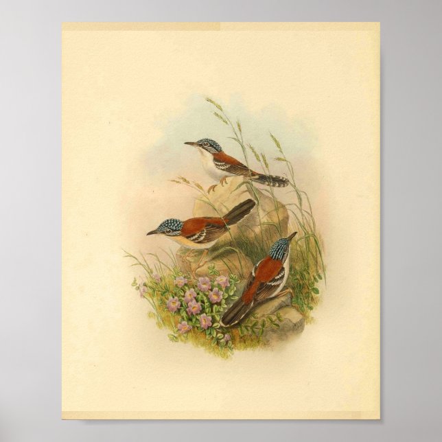 Póster Toopsis Wren Brown de Wallace (Frente)